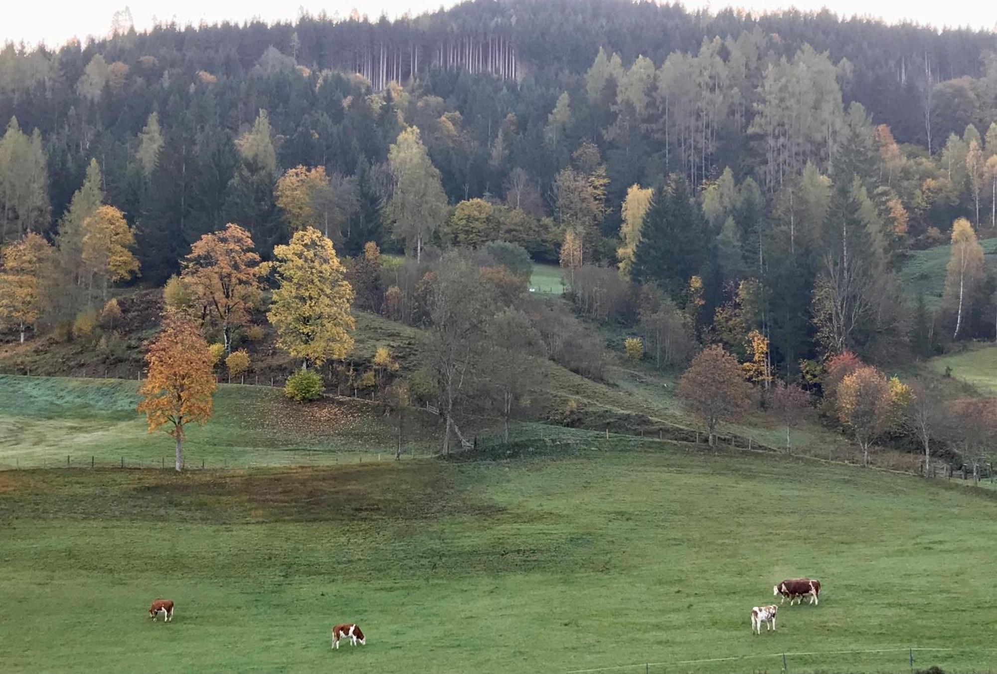 Bio Schartenhof Sankt Johann im Pongau Exterior foto